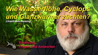 Wasserflöhe Cyclops und Glanzwürmer züchten Wie geht das am besten [upl. by Erialc]