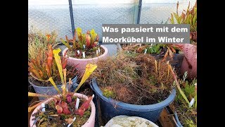 29 Moorkübel sicher durch den Winter bringen  Fleischfressende Pflanzen  Karnivoren  Green Jaws [upl. by Ekud]