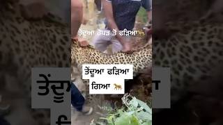 ਤੇਂਦੂਆ Leopard ਬੜੀ ਮੁਸ਼ਕਿਲ ਨਾਲ ਫੜਿਆ Rescued from Ropar leopard funny tiger tenduaa trending [upl. by Zurciram622]