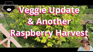 Raspberry Harvest and Garden Veggie Update  catshobbycorner [upl. by Ahsinek]