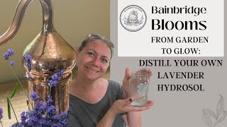 From Garden to Glow Distill Your Own Lavender Hydrosol [upl. by Carissa]