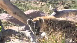 Denver Zoo Spotted Hyenas [upl. by Recneps563]