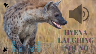 Hyena Laughing sound effect [upl. by Shiri]