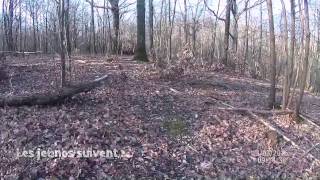 Jeunes griffons nivernais en apprentissage sur la voie du sanglier HauteGaronne HD [upl. by Enelaj666]