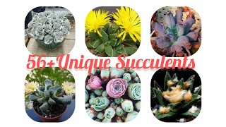 56  Rare Succulents Names And Pictures EvergreenGarden123 [upl. by Audy]