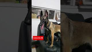 THE SILENT BELGIAN MALInoa‼MALINOIS DOG belgianmalinois malinois k9 usarmy dogtrainingtips [upl. by Vitale]