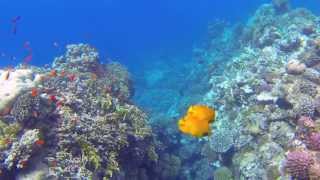 Snorkeling in Marsa Alam Egypt Coraya Bay 2013  Schnorcheln am Hausriff [upl. by Godfree]