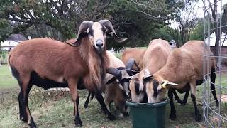 American Blackbelly Sheep eating [upl. by Nojad]