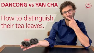 Dancong vs Yan Cha oolong how to distinguish their tea leaves [upl. by Erdnassak]