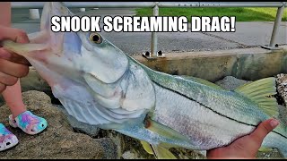 CATCHING SNOOK WITH LIVE SHRIMP [upl. by Manoop]