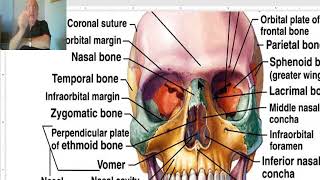 Anatomy of head and neck module in Arabic 2 Norma frontalis  part 1  by Dr Wahdan [upl. by Whitver]