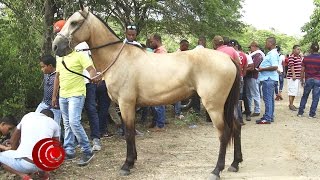 Horse Racing  CARRERAS DE CABALLOS 🐎 🏁 🐎 en Palotal Arenal Bolívar 15 Abr 2017 [upl. by Binni]