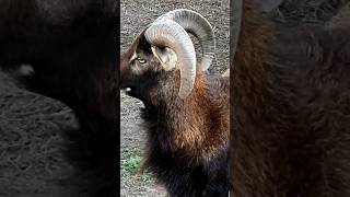 Urial a wild bearded sheep travel dubai sudia wildlife wildanimals trending goat japan [upl. by Atnahsal980]