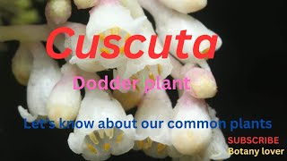 Cuscuta Dodder plant [upl. by Tebor]