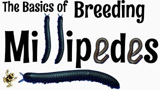 OUTDATED Breeding Millipedes [upl. by Nikolai173]