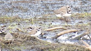 Pluvier gravelot semipalmé  Semipalmated Plover [upl. by Iruyas70]