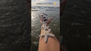 Just in time Saving starfish from drying out 🥺 [upl. by Annaig]