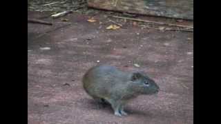 Wild Guinea Pigs Cavia aperea [upl. by Winzler]