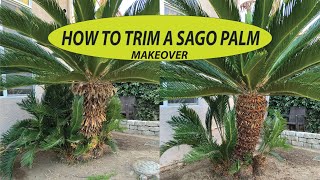 HOW TO TRIM A SAGO PALM Before and After Makeover 1 [upl. by Anilocin]