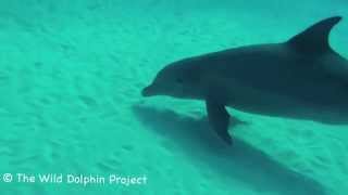 Bottlenose Dolphins Foraging [upl. by Kudva854]