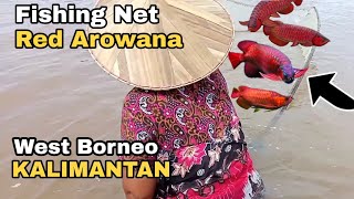 catching red arowana fish in the Kapuas River [upl. by Leirua]