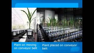 conventional Phenotyping Vs High Throughput phenotypingwmv [upl. by Sucy904]