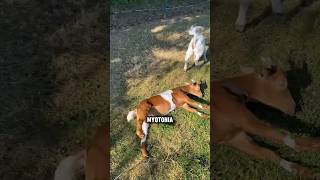 Why are these goats paased out shorts youtubeshorts facts viralshorts viral [upl. by Secilu]