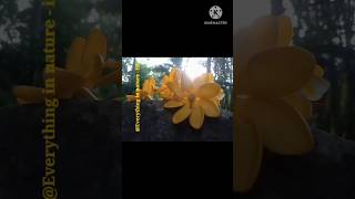 Beautiful  Gardenia Carinata  🏵 Flowers nature short love flowers relaxing [upl. by Gilberte17]