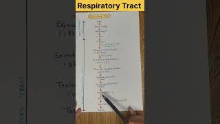 Respiratory Tract l Respiratory System shorts youtubeshorts [upl. by Deeann742]