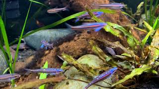 Rainbow Shiners in Spawning Mode [upl. by Zoes555]