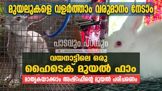 വയനാട്ടിലെ ഒരു ഹൈടെക് മുയല്‍ ഫാം  ANJALA RABBIT FARM  KAMBALAKKAD  KERALA  PART 2 [upl. by Aniroc]