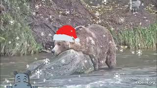 I want an Otipotamus for Christmas Footage courtesy of Exploreorg [upl. by Aitnahs]