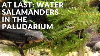 Water salamanders in the paludarium [upl. by Sylera]