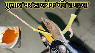 गुलाब पर होने वाली डायबैक की समस्या को कैसे रोकेHow to control rose Dieback diseaseRose plant care [upl. by Annis541]