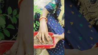 Get more flower from Aparajita plant kitchengarden organicgarden [upl. by Alyled748]