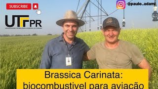 Brassica carinata [upl. by Ricardama]