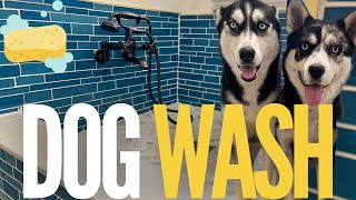 My INSANELY EASY DIY DOG WASH STATION tutorial for YOU to build at home [upl. by Meyers]