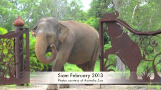 Australia Zoo Siam Elephant Passes Away [upl. by Jacobsen722]