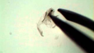 Drosophila Salivary Gland Dissection [upl. by Iona]