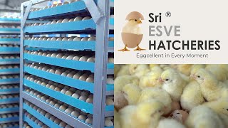 The Amazing Full process of Modern Chicks Hatchery  Hatchery Farming Technology  ibusinesszone [upl. by Ardnasxela668]