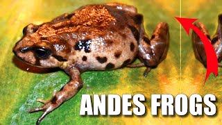 Andes Frog Facts Frogs WITHOUT Tadpoles 🐸 Animal Fact Files [upl. by Laureen]