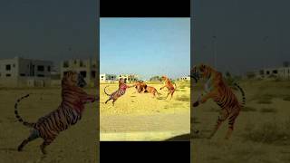 lion vs tiger  1 vs 2  1 vs 1 animals discovery viral [upl. by Amelus]