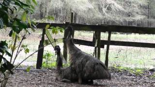 emus mating [upl. by Notsruht]