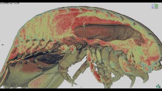 オオグソクムシの解剖 Autopsy imaging of Bathynomus doederleini [upl. by Warthman]