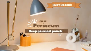 perineum  deep perineal pouch easiest explanation 😍 [upl. by Kassandra438]