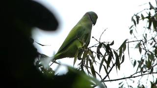 Rose ringed parakeet  bird call [upl. by Pass344]