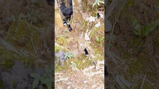 Cute Little Wild Baby Chickens More Misc Videos From Hawaii Here phihr slug [upl. by Sculley742]