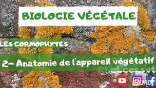 Les cormophytes  Anatomie de lappareil végétatif  شرح بالدارجة [upl. by Tound]