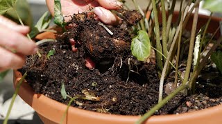 Get It Growing How to harvest caladium bulbs [upl. by Oinafipe413]