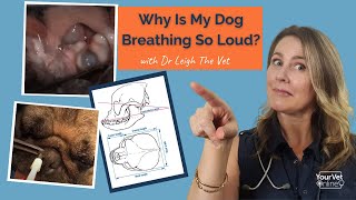 Noisy Snoring amp Breathing Brachycephalic Obstructive Airway Syndrome In Dogs [upl. by Tobit64]